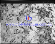 moly carbide needles